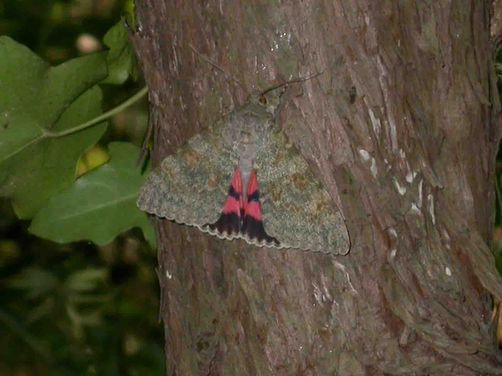 Catocala elocata